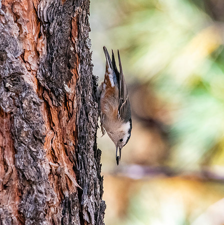 White breasted nuthatch