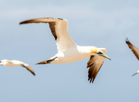 Southern, Australasian Gannet