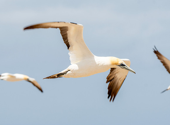 Southern, Australasian Gannet