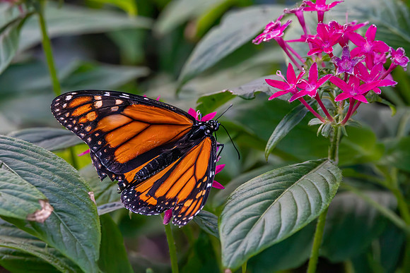 Monarch