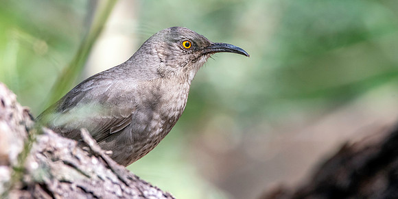 Curve-billed thrasher