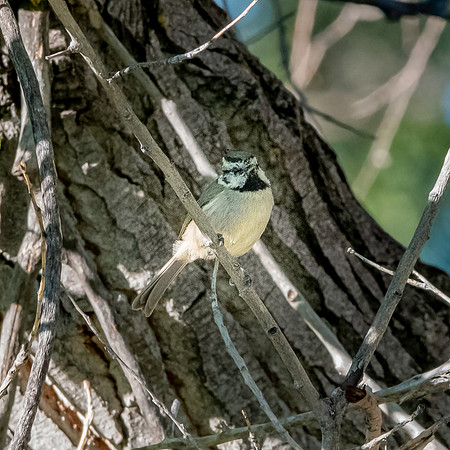 Bridled titmouse