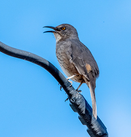 Curve-billed thrasher