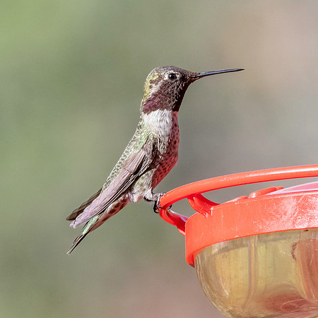 Black chinned hummingbird