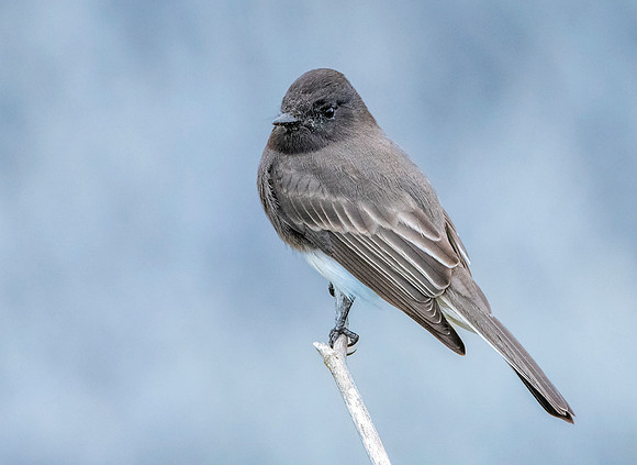 Black Phoebe flycatcher