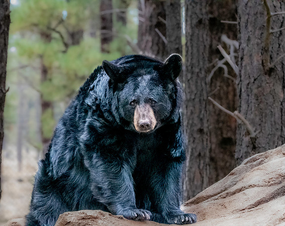 Black bear