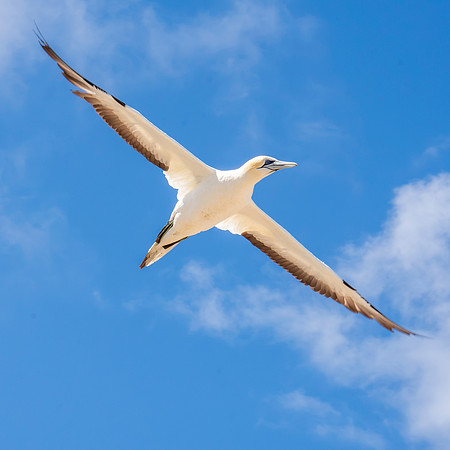 Southern, Australasian Gannet