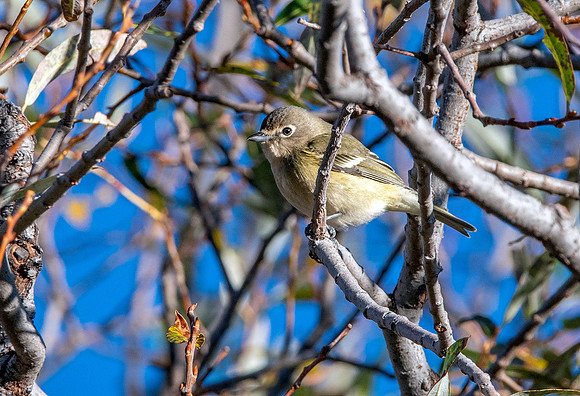 Cassin's vireo