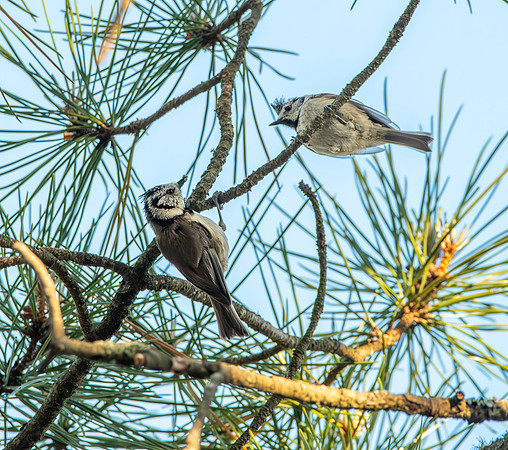Crested tit