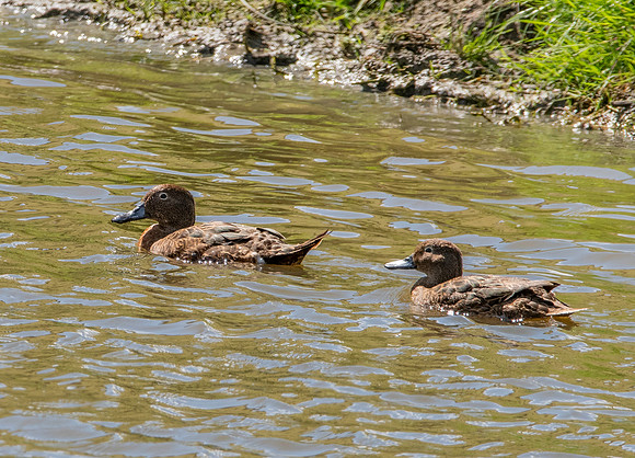 Brown teal / Pāteke