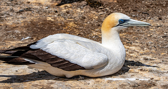 Southern, Australasian Gannet