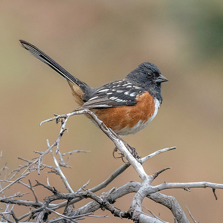 Spotted towhee