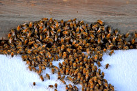 Honey bees