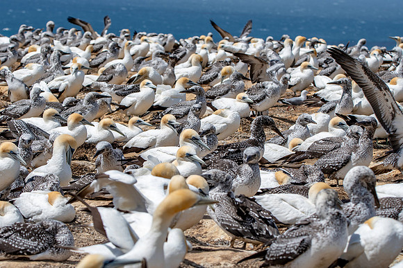 Southern, Australasian Gannet