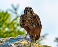 New Zealand falcon