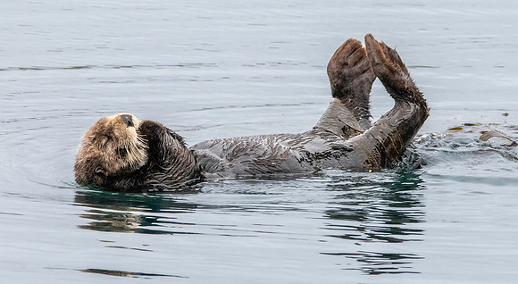 Sea Otter