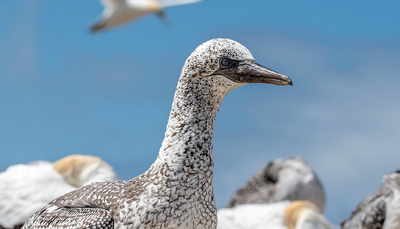 Southern, Australasian Gannet, immature