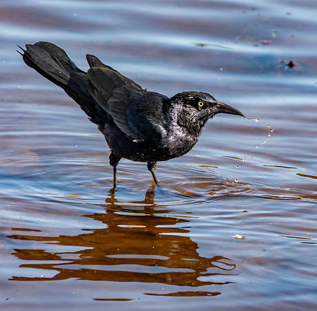 Great tailed grackle