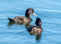New Zealand scaup / pāpango