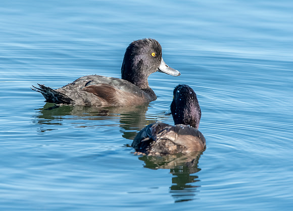 New Zealand scaup / pāpango