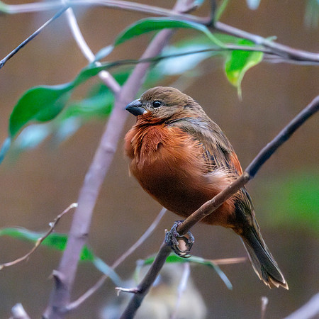 Chestnut bellied seed finch, female