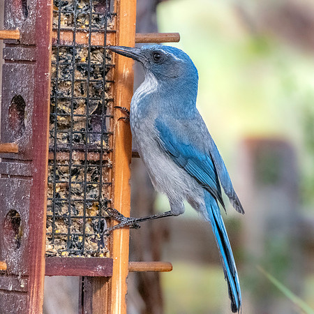 Woodhouse's scrub jay