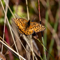 Variegated fritillary