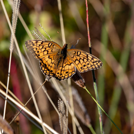 Variegated fritillary