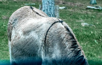 Burro