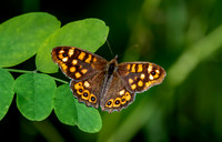 Speckled wood