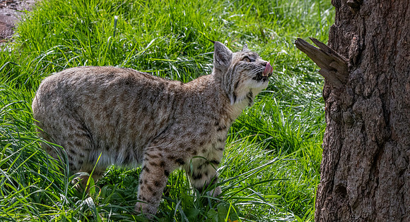 Bobcat