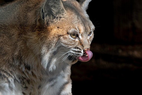 Bobcat