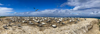 Southern, Australasian Gannet