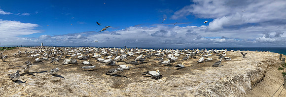 Southern, Australasian Gannet