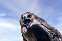 Swamp / Australasian harrier