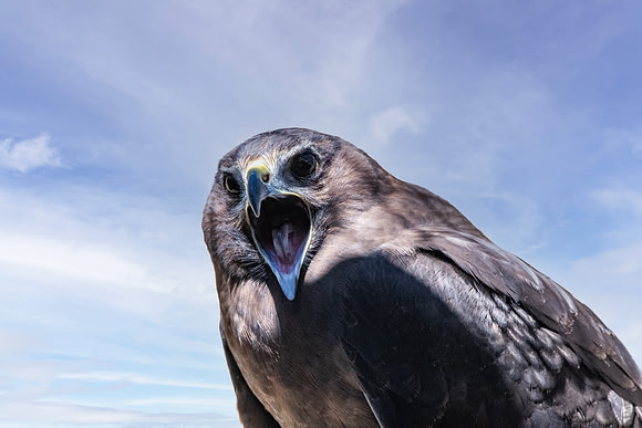 Swamp / Australasian harrier