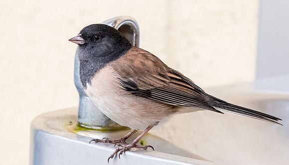 Dark eyed junco