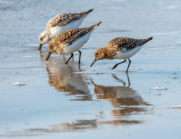 Sanderling