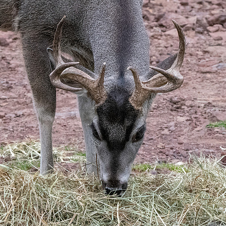 Mule deer