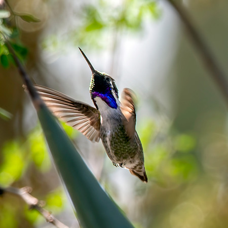 Costa's hummingbird, male