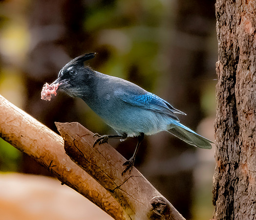 Steller's jay