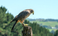 New Zealand falcon