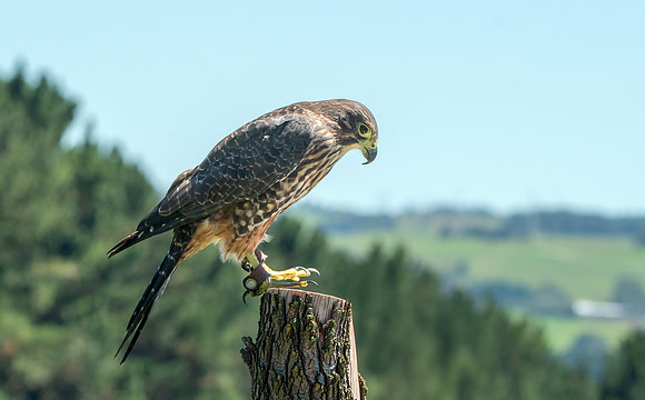 New Zealand falcon