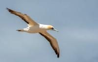 Southern, Australasian Gannet