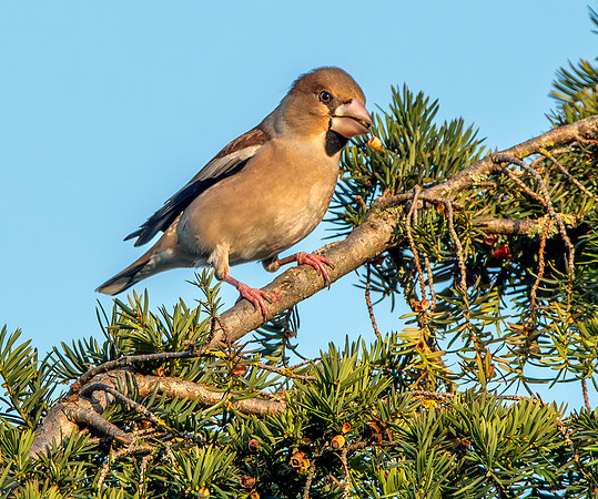 Hawfinch, female