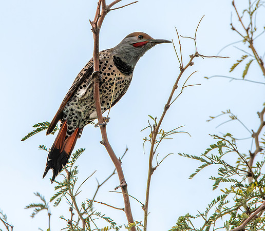 Northern flicker