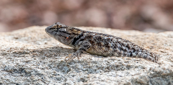 Desert spiny lizard