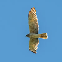 Swamp / Australasian harrier