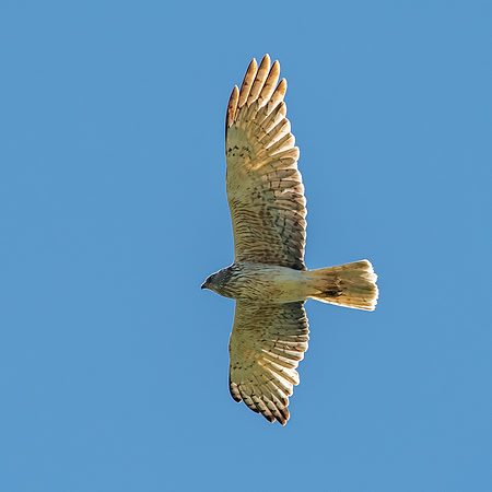 Swamp / Australasian harrier