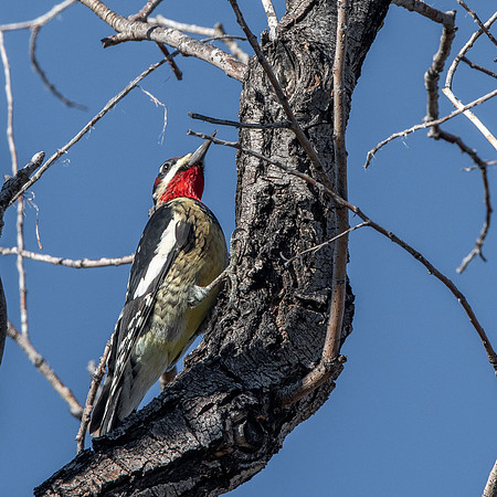 Red naped sapsucker
